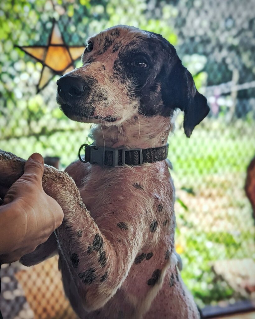 Rescue & Rehome 100s of Street Dogs in Costa Rica