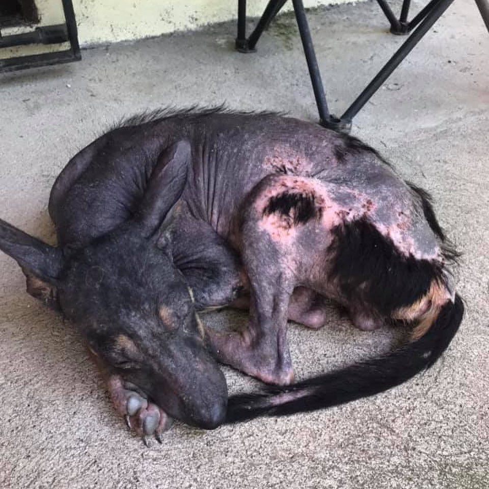 Rescue & Rehome 100s of Street Dogs in Costa Rica