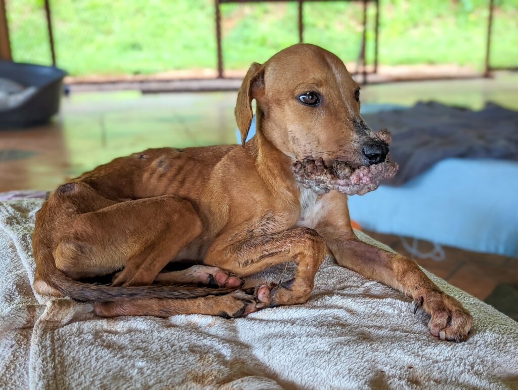 Rescue & Rehome 100s of Street Dogs in Costa Rica