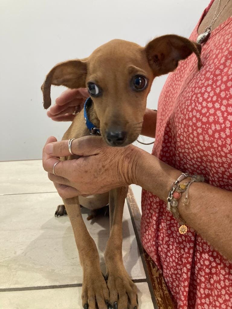 Rescue & Rehome 100s of Street Dogs in Costa Rica