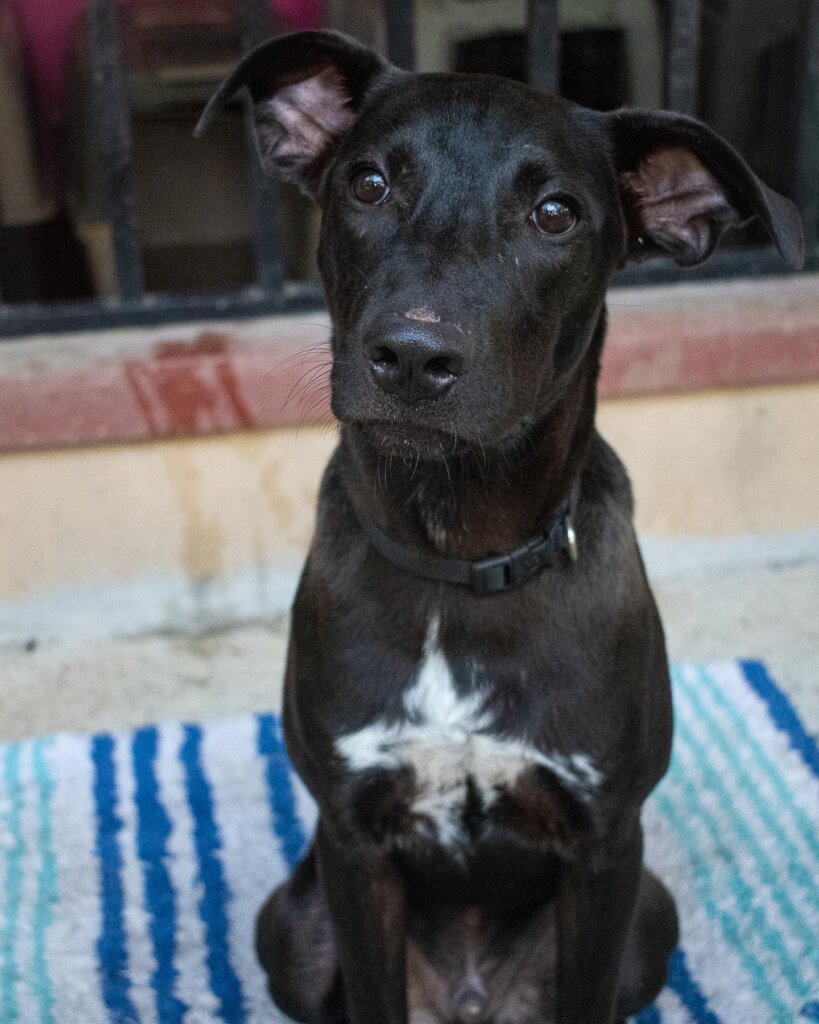 Rescue & Rehome 100s of Street Dogs in Costa Rica