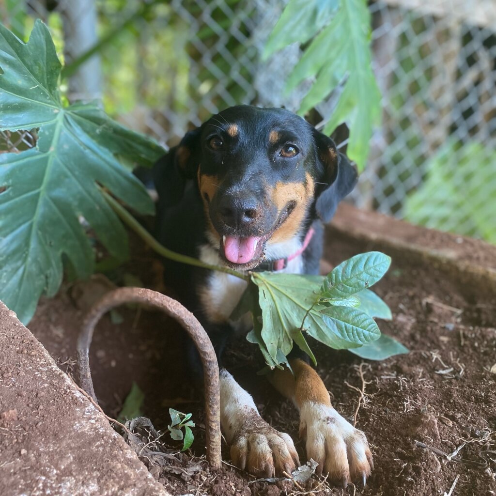 Rescue & Rehome 100s of Street Dogs in Costa Rica