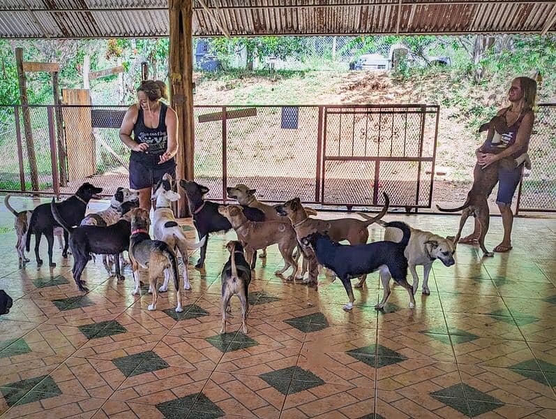 Rescue & Rehome 100s of Street Dogs in Costa Rica