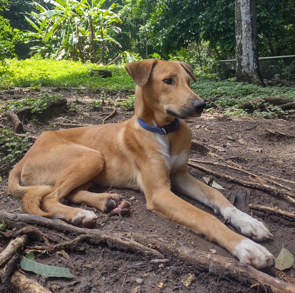 Rescue & Rehome 100s of Street Dogs in Costa Rica