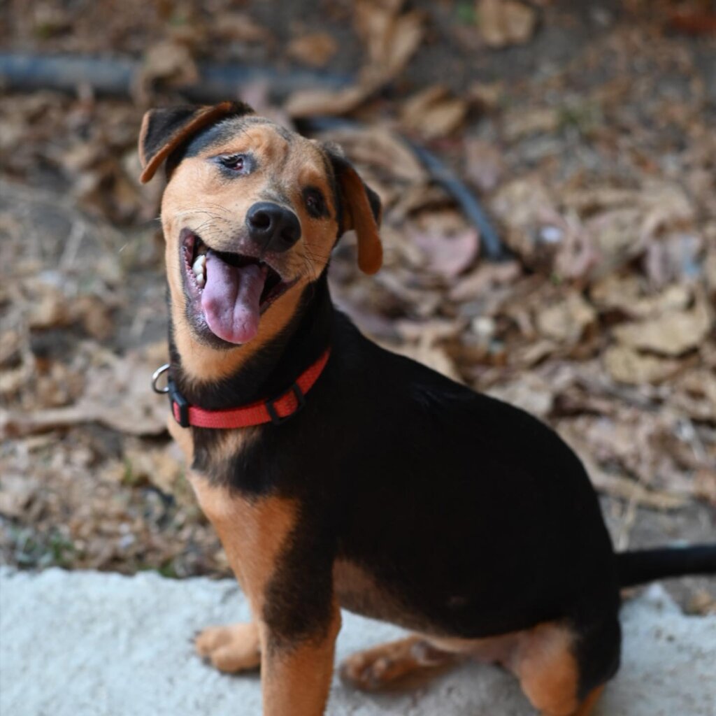 Rescue & Rehome 100s of Street Dogs in Costa Rica