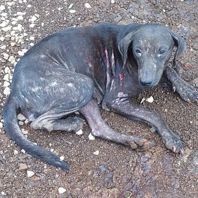 Rescue & Rehome 100s of Street Dogs in Costa Rica