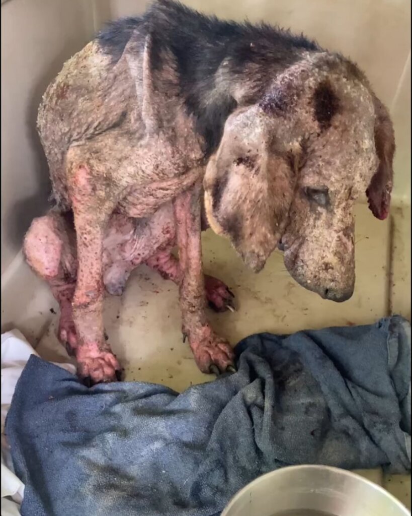 Rescue & Rehome 100s of Street Dogs in Costa Rica