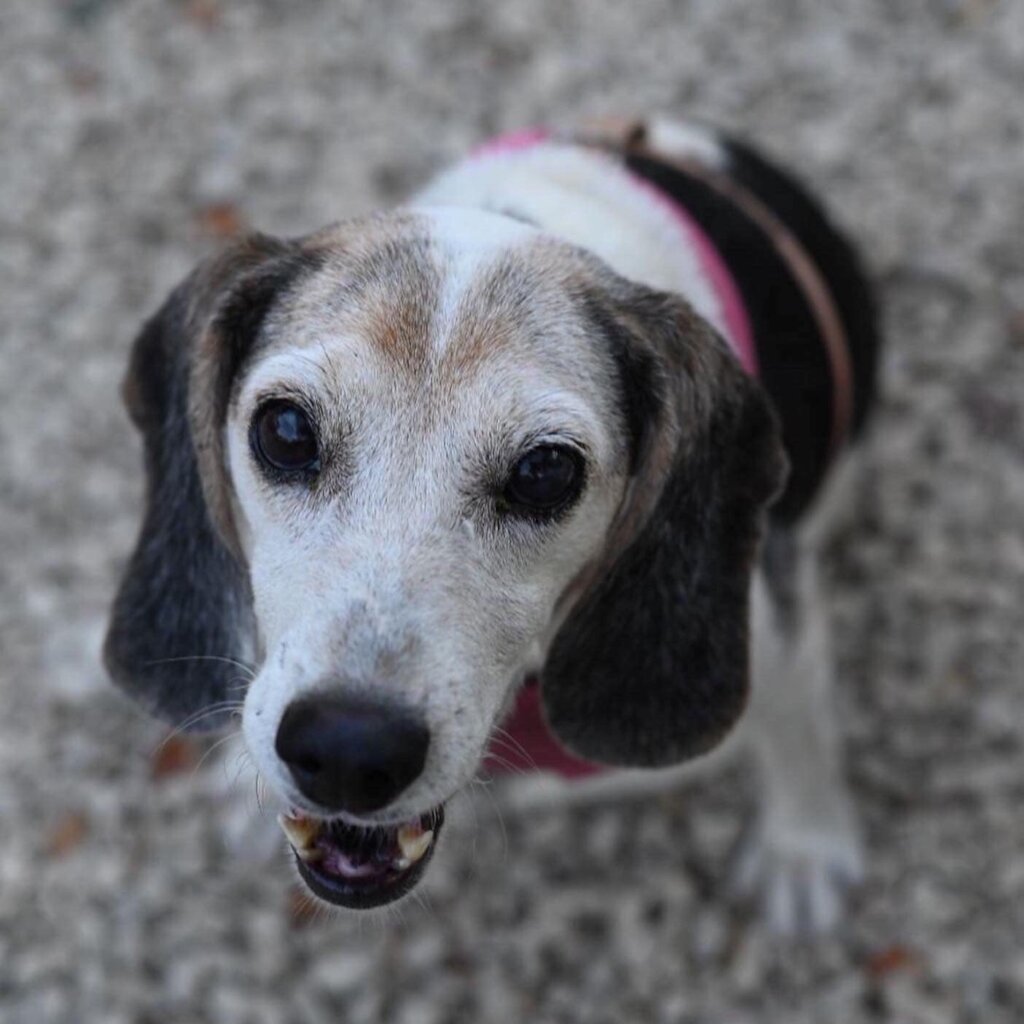 Rescue & Rehome 100s of Street Dogs in Costa Rica