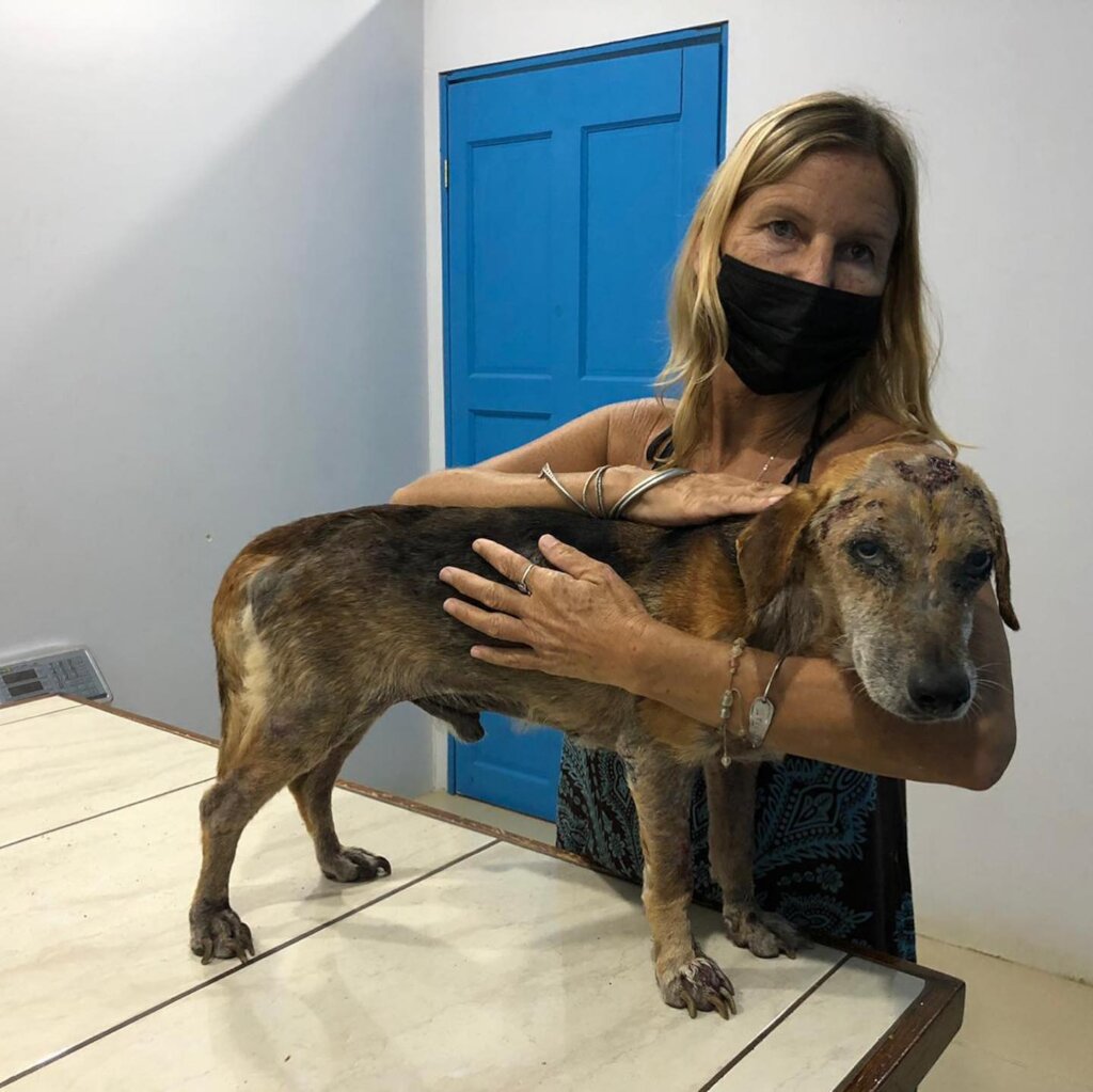 Rescue & Rehome 100s of Street Dogs in Costa Rica