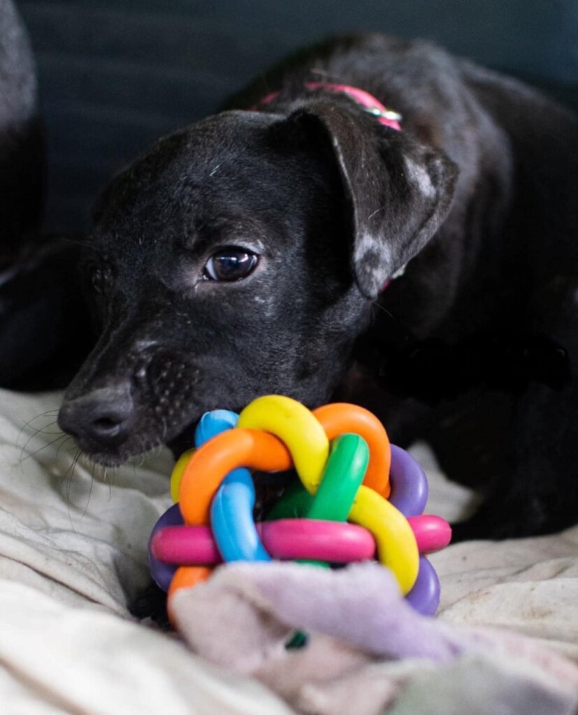Rescue & Rehome 100s of Street Dogs in Costa Rica