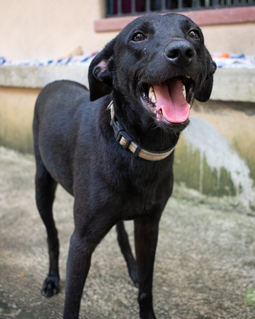 Rescue & Rehome 100s of Street Dogs in Costa Rica