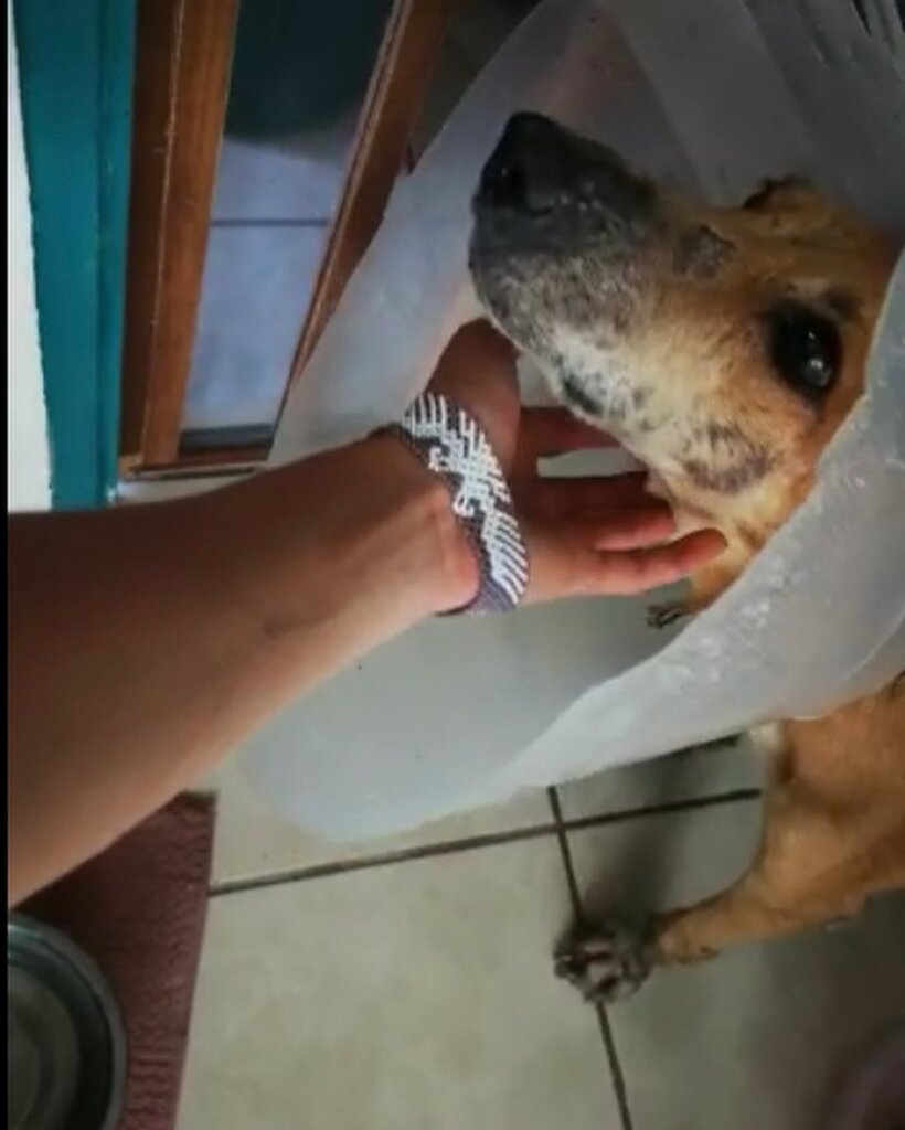 Rescue & Rehome 100s of Street Dogs in Costa Rica