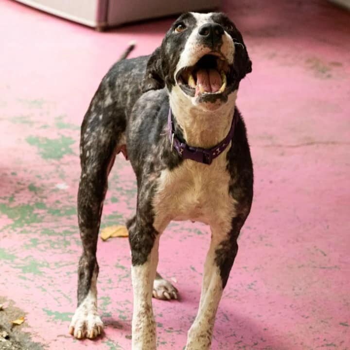 Rescue & Rehome 100s of Street Dogs in Costa Rica