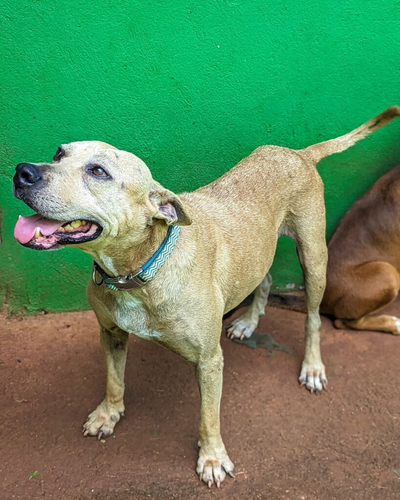 Rescue & Rehome 100s of Street Dogs in Costa Rica