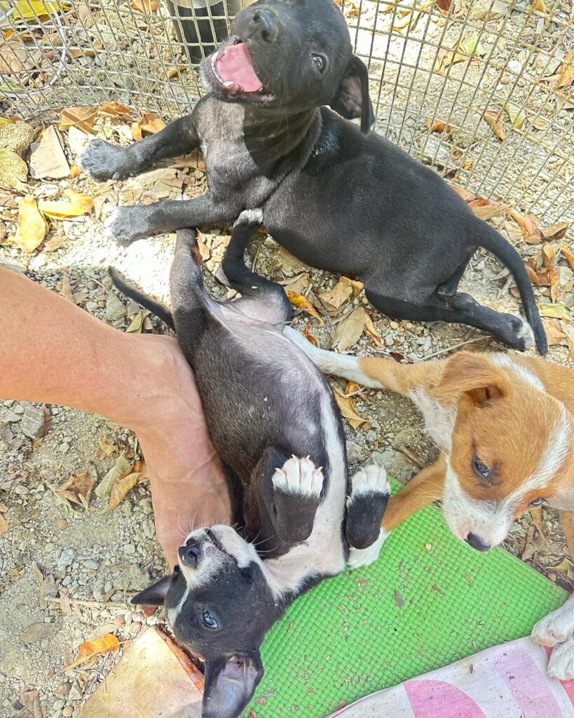 Rescue & Rehome 100s of Street Dogs in Costa Rica