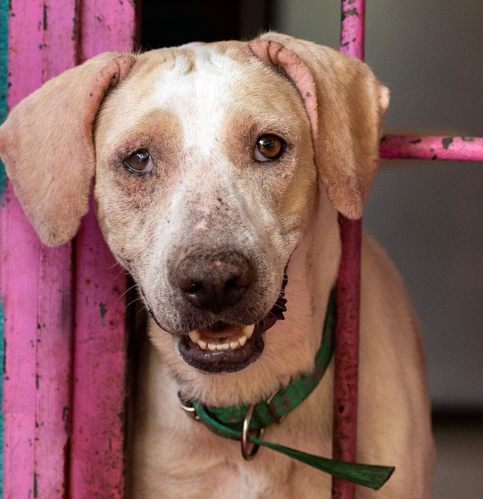 Rescue & Rehome 100s of Street Dogs in Costa Rica
