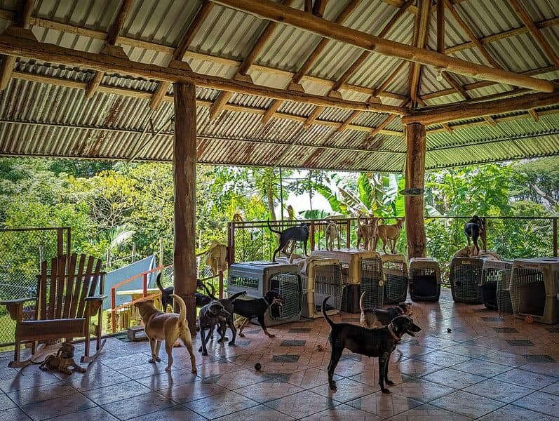 Rescue & Rehome 100s of Street Dogs in Costa Rica