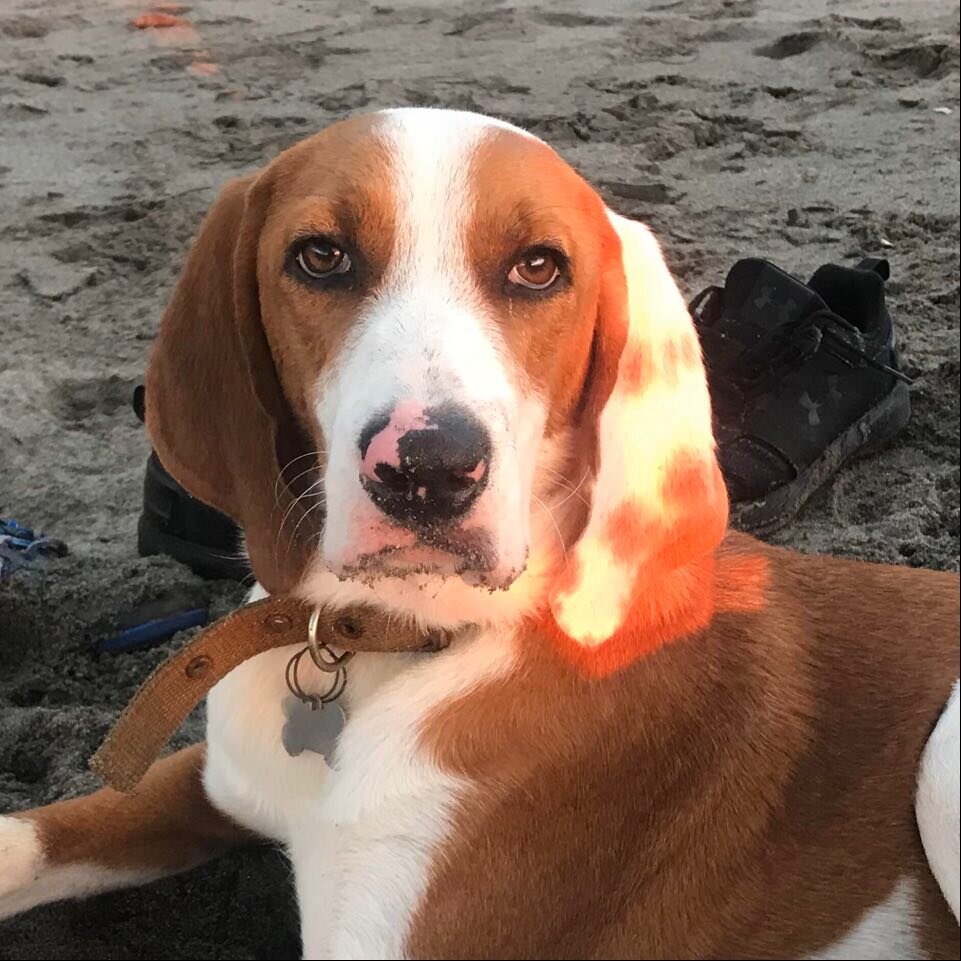 Rescue & Rehome 100s of Street Dogs in Costa Rica