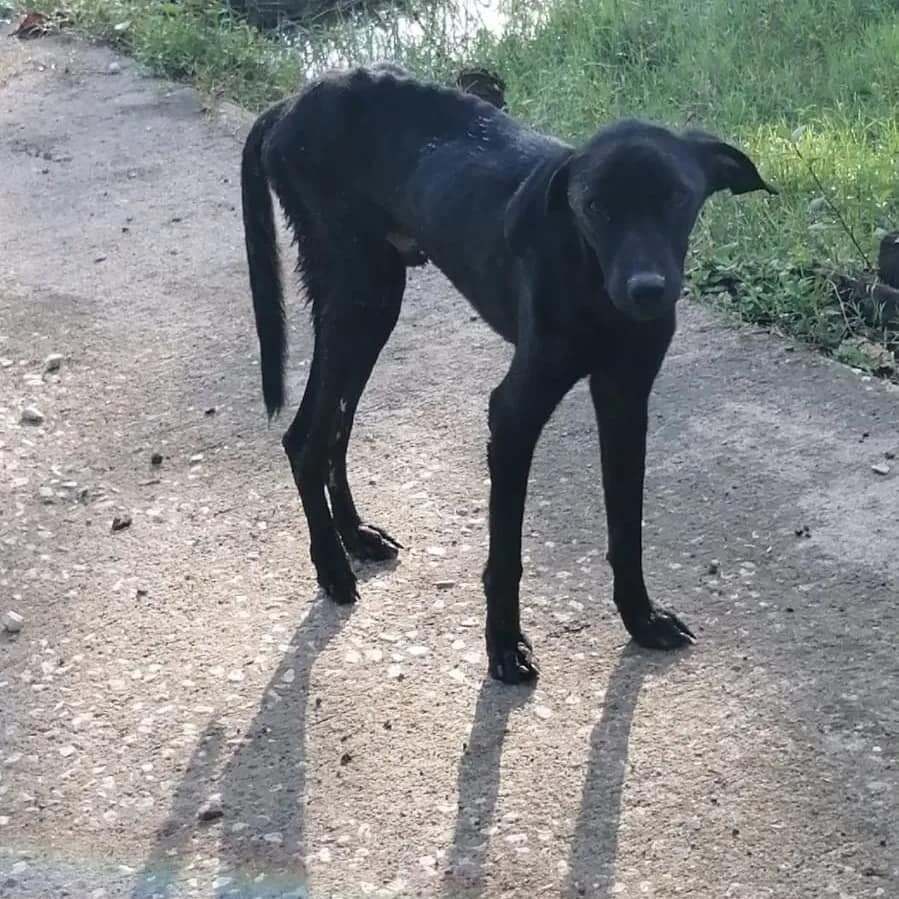 Rescue & Rehome 100s of Street Dogs in Costa Rica