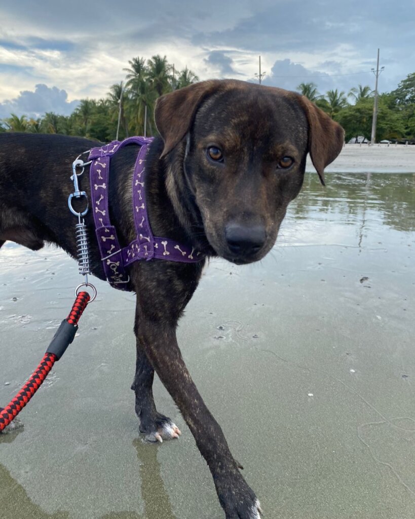 Rescue & Rehome 100s of Street Dogs in Costa Rica