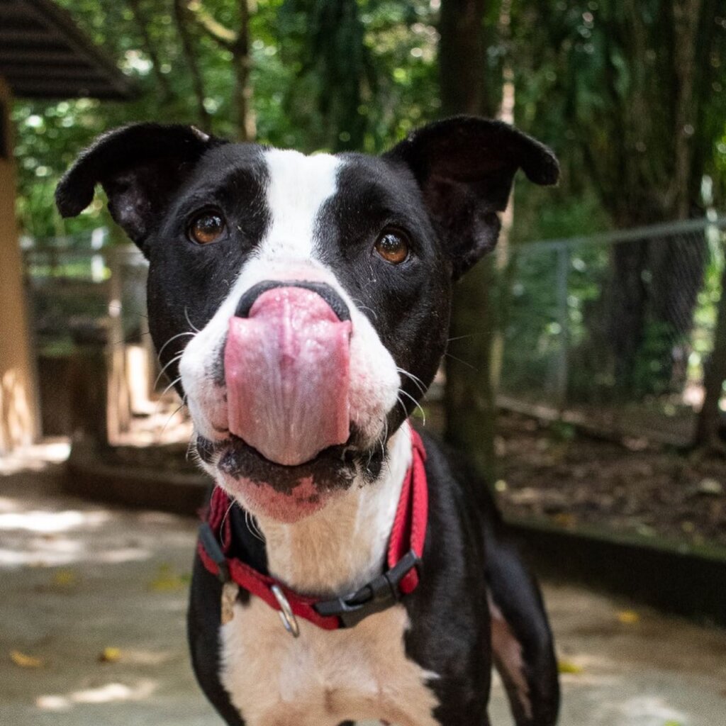 Rescue & Rehome 100s of Street Dogs in Costa Rica