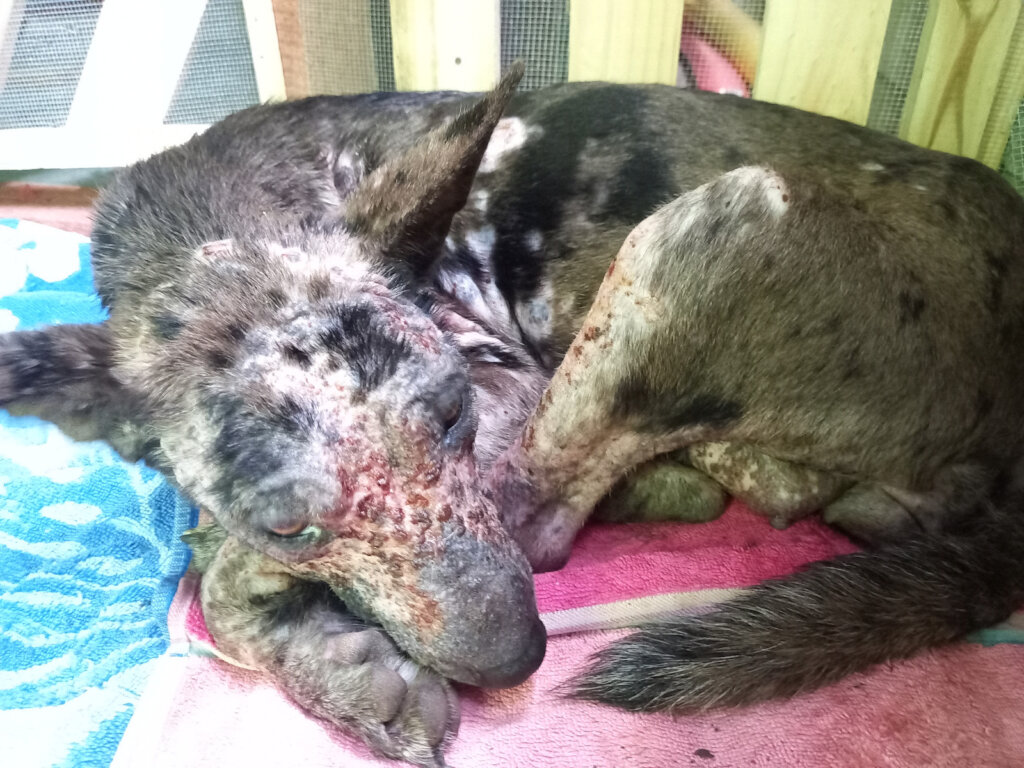 Rescue & Rehome 100s of Street Dogs in Costa Rica