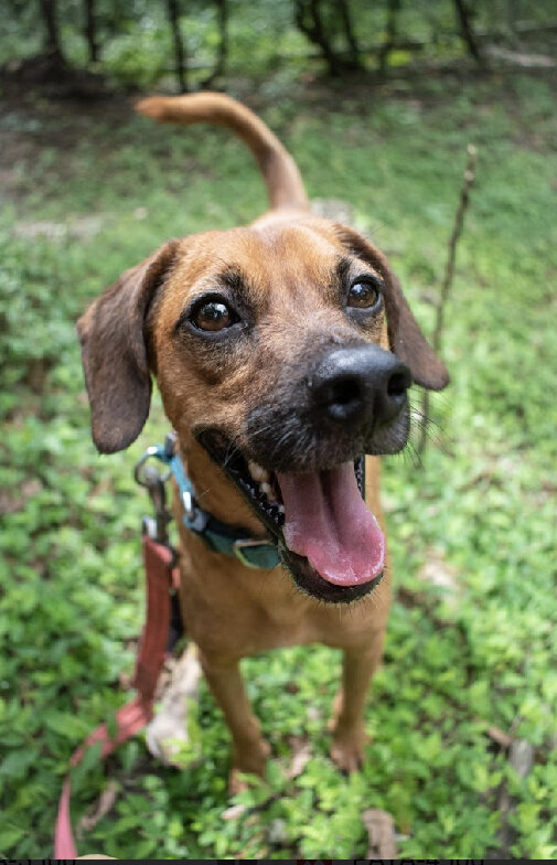 Rescue & Rehome 100s of Street Dogs in Costa Rica