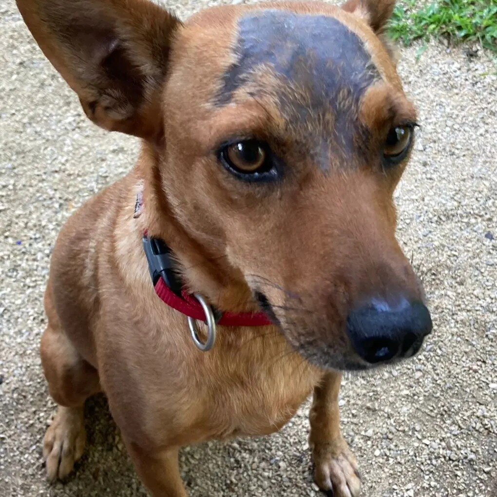 Rescue & Rehome 100s of Street Dogs in Costa Rica