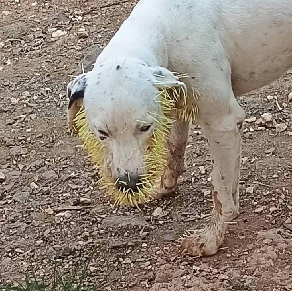 Rescue & Rehome 100s of Street Dogs in Costa Rica