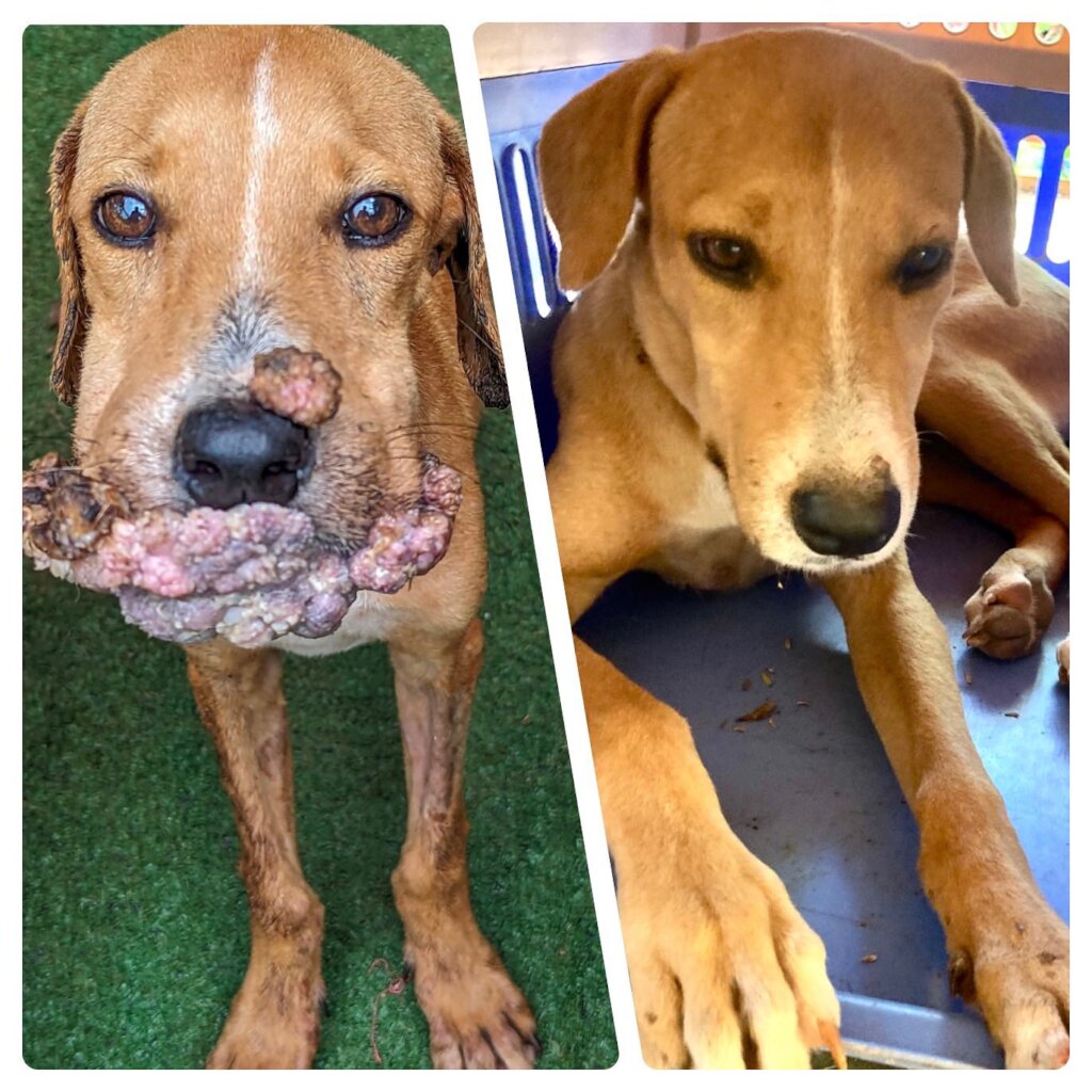 Rescue & Rehome 100s of Street Dogs in Costa Rica