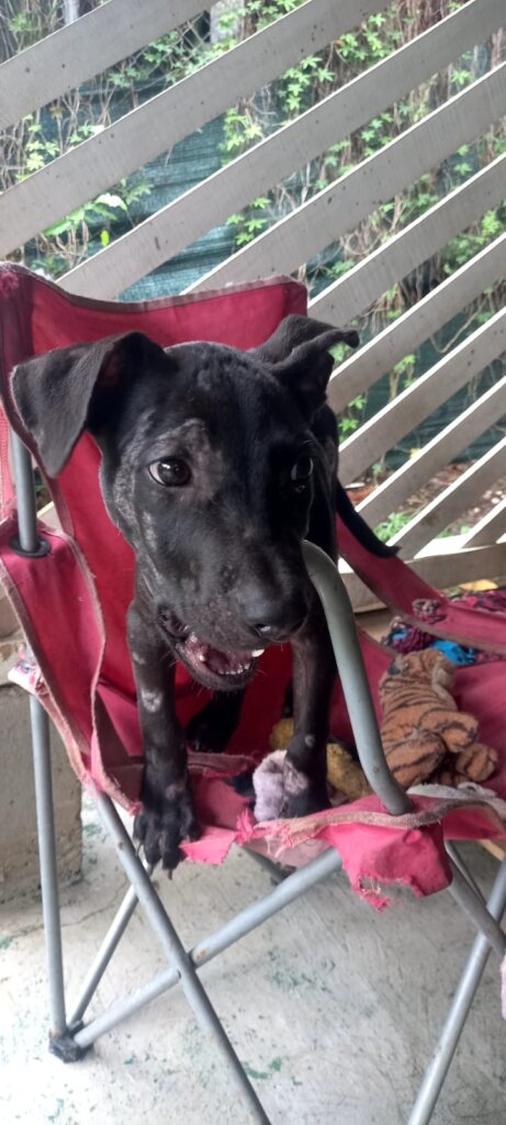 Rescue & Rehome 100s of Street Dogs in Costa Rica