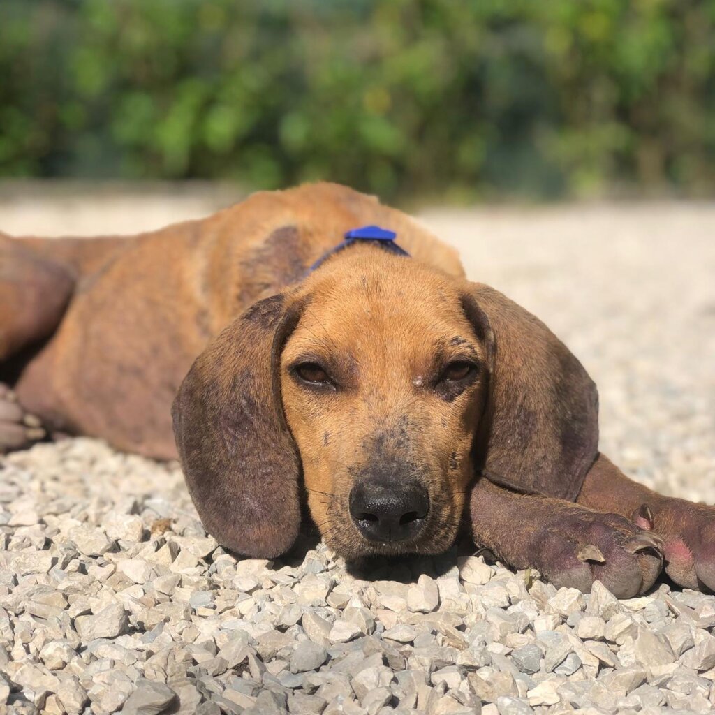 Rescue & Rehome 100s of Street Dogs in Costa Rica