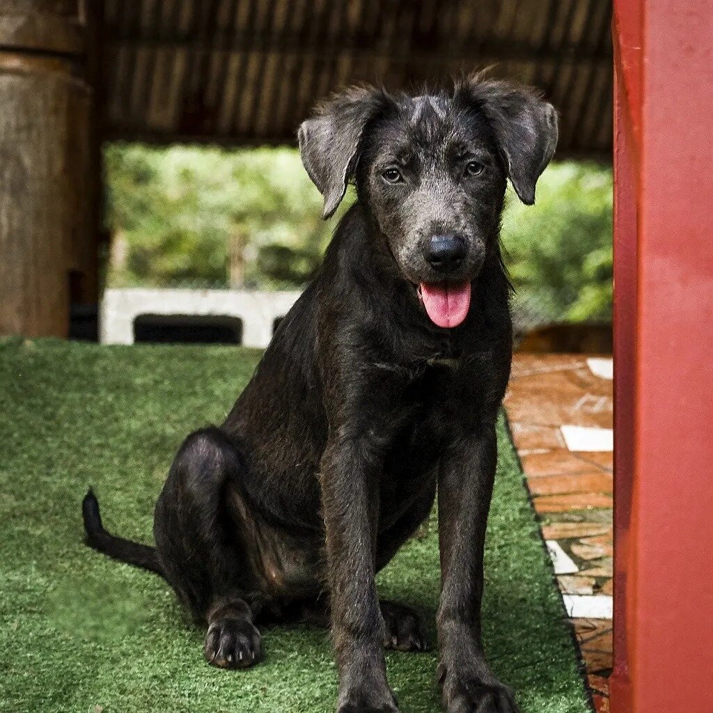Rescue & Rehome 100s of Street Dogs in Costa Rica