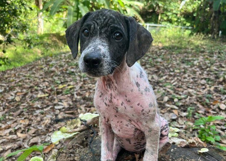 Rescue & Rehome 100s of Street Dogs in Costa Rica