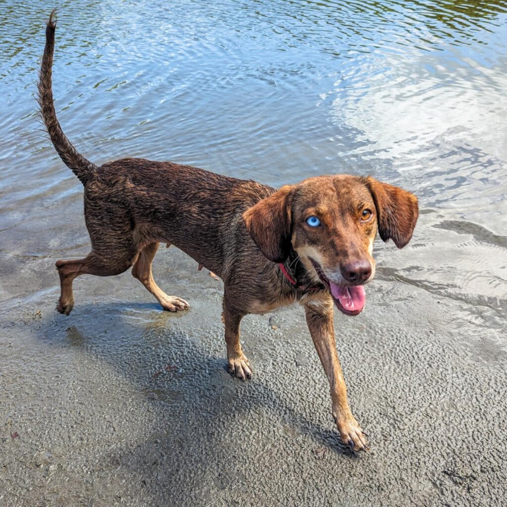 Rescue & Rehome 100s of Street Dogs in Costa Rica