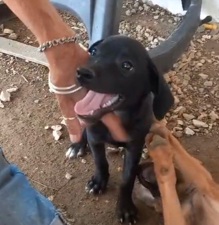 Rescue & Rehome 100s of Street Dogs in Costa Rica