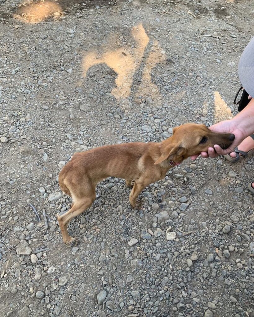 Rescue & Rehome 100s of Street Dogs in Costa Rica