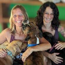 Rescue & Rehome 100s of Street Dogs in Costa Rica