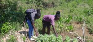 Kitchen Garden