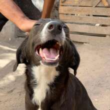 every dog deserves a forever happy home