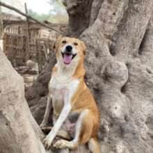 happy doggie
