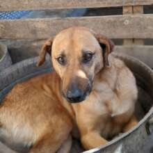 Pumpkin - MAA long term resident