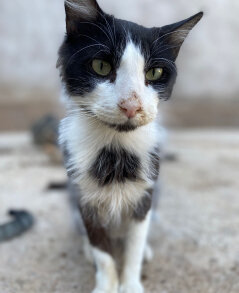 Adopt @ Morocco Animal Aid