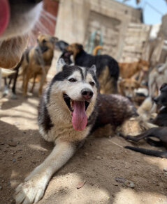 Adopt @ Morocco Animal Aid