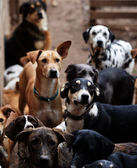 Adopt @ Morocco Animal Aid