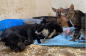 Adopt @ Morocco Animal Aid