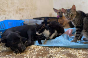 Adopt @ Morocco Animal Aid