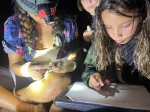 Collecting data with Next Gen Croc