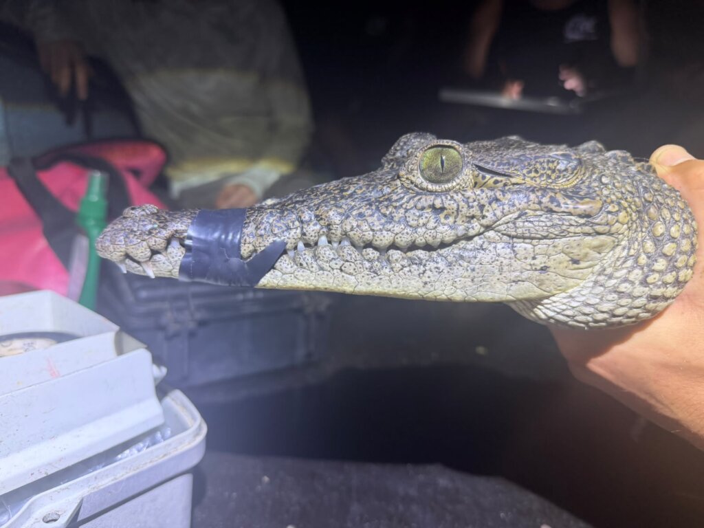 Juvenile Morelet's croc
