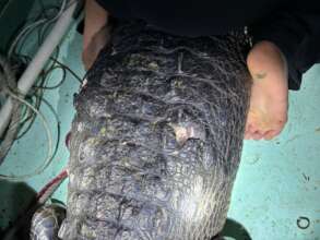 New River Lagoon croc with wound